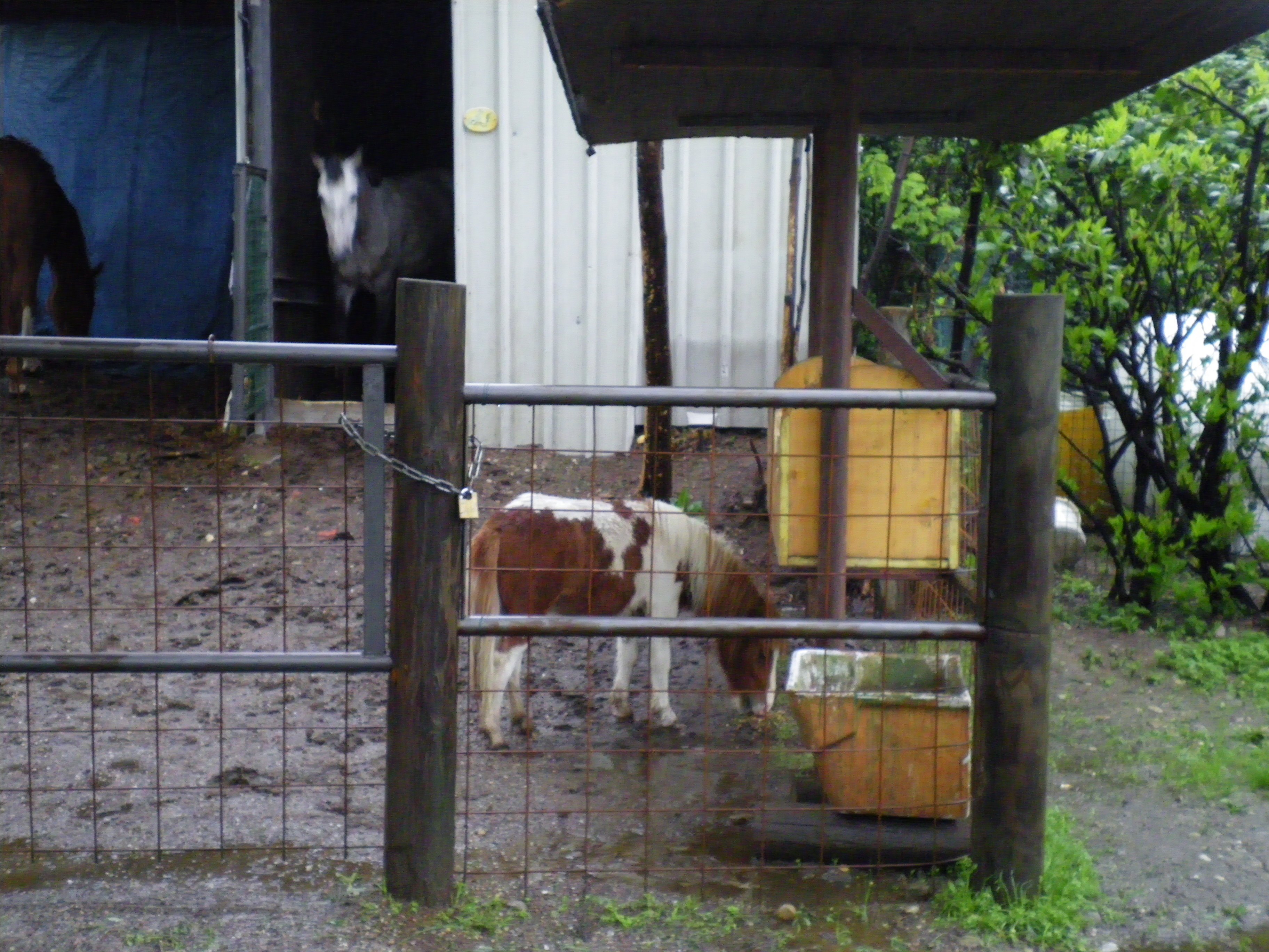 smowimilan-small-horse It has rained so much in Milan the horse shrank