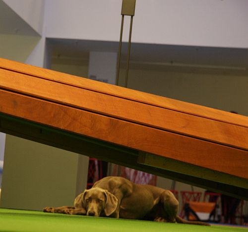 designersopen_dogs-life It's a dog's life this international designer furntiture lark...